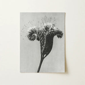 Phacelia Tanacetifolia (lacy Phacelia) - Karl Blossfeldt Art Print / Canvas Black-and-white Photographic Detailed Botanical Subject