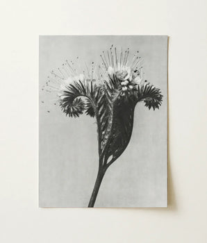 Black-and-white Photographic Print Detailed Botanical Subject Delicate Spiky Karl Blossfeldt, Phacelia Tanacetifolia, Miraculous