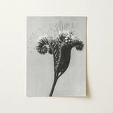 Phacelia Tanacetifolia (lacy Phacelia) - Karl Blossfeldt Art Print / Canvas Black-and-white Photographic Detailed Botanical Subject