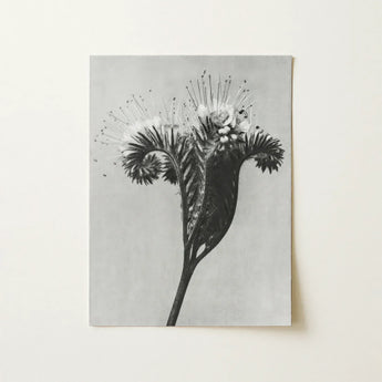 Phacelia Tanacetifolia (lacy Phacelia) - Karl Blossfeldt Art Print / Canvas Black-and-white Photographic Detailed Botanical Subject