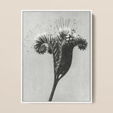 Phacelia Tanacetifolia (lacy Phacelia) - Karl Blossfeldt Art Print / Canvas Black-and-white Photographic Detailed Botanical Subject