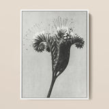 Phacelia Tanacetifolia (lacy Phacelia) - Karl Blossfeldt Art Print / Canvas Black-and-white Photographic Print Detailed Botanical Subject