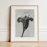 Phacelia Tanacetifolia (lacy Phacelia) - Karl Blossfeldt Art Print / Canvas Minimalist Black-and-white Botanical Light Wood Frame White,