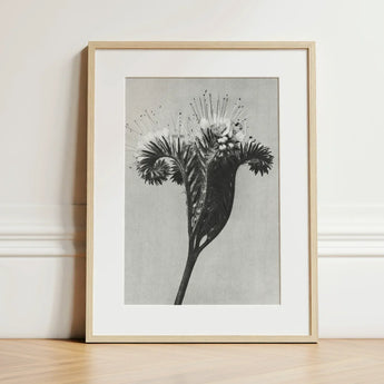 Phacelia Tanacetifolia (lacy Phacelia) - Karl Blossfeldt Art Print / Canvas Minimalist Black-and-white Botanical Light Wood Frame White,