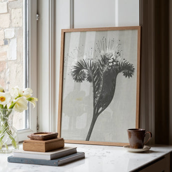 Phacelia Tanacetifolia (lacy Phacelia) - Karl Blossfeldt Art Print / Canvas Minimalist Wooden-framed Black-and-white Botanical Print