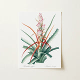 Piñuela - Pierre-joseph Redouté Floral Succulent Art Print / Canvas, 12x16’’ / 31x41cm / Unframed / no Border, Posters Prints & Visual