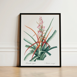 Piñuela - Pierre-joseph Redouté Floral Succulent Art Print / Canvas Framed Botanical Illustration Plant Green Spiky Leaves Pinkish-red