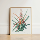 Piñuela - Pierre-joseph Redouté Floral Succulent Art Print / Canvas Framed Botanical Illustration Bromeliad Plant Green Leaves