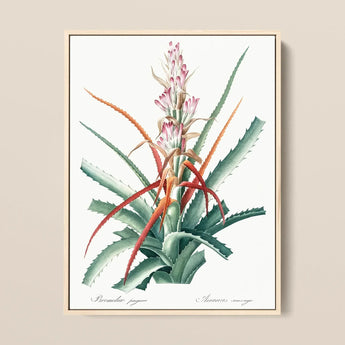 Piñuela - Pierre-joseph Redouté Floral Succulent Art Print / Canvas Botanical Illustration Bromeliad Plant Green Leaves Pinkish-red