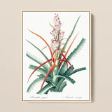 Piñuela - Pierre-joseph Redouté Floral Succulent Art Print / Canvas Botanical Illustration Print Bromeliad Plant Green Leaves Pinkish-red
