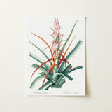 Piñuela - Pierre-joseph Redouté Floral Succulent Art Print / Canvas Botanical Illustration Print Green Red Spiky Plant Pink Pierre-joseph