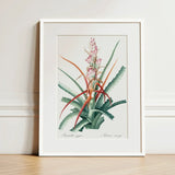 Piñuela - Pierre-joseph Redouté Floral Succulent Art Print / Canvas Framed Botanical Illustration Bromeliad Plant Green Leaves