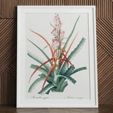 Piñuela - Pierre-joseph Redouté Floral Succulent Art Print / Canvas Framed Botanical Illustration Bromeliad Plant Green Leaves