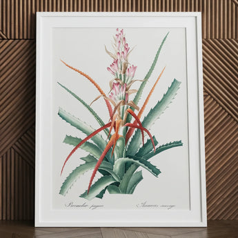 Piñuela - Pierre-joseph Redouté Floral Succulent Art Print / Canvas Framed Botanical Illustration Bromeliad Plant Green Leaves