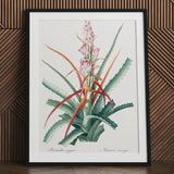 Piñuela - Pierre-joseph Redouté Floral Succulent Art Print / Canvas Framed Botanical Illustration Bromeliad Plant Green Leaves