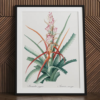 Piñuela - Pierre-joseph Redouté Floral Succulent Art Print / Canvas Framed Botanical Illustration Bromeliad Plant Green Leaves