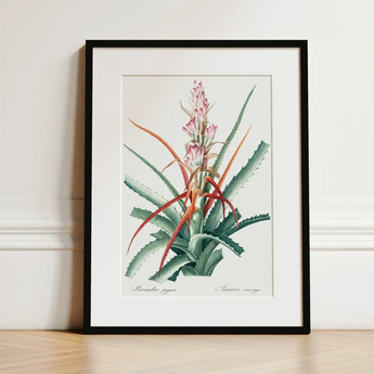 Piñuela - Pierre-joseph Redouté Floral Succulent Art Print / Canvas Framed Botanical Illustration Green Pink Bromeliad Plant Red
