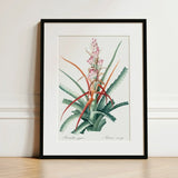 Piñuela - Pierre-joseph Redouté Floral Succulent Art Print / Canvas Framed Botanical Illustration Green Pink Bromeliad Plant Red Redouté,