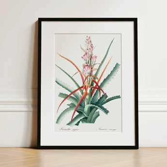 Piñuela - Pierre-joseph Redouté Floral Succulent Art Print / Canvas Framed Botanical Illustration Green Pink Bromeliad Plant Red Redouté,