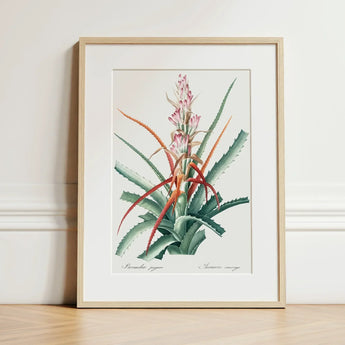 Piñuela - Pierre-joseph Redouté Floral Succulent Art Print / Canvas Framed Botanical Illustration Green Red Spiky Plant Pink Redouté,