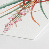 Piñuela - Pierre-joseph Redouté Floral Succulent Art Print / Canvas Watercolor Painting Textured White Paper Botanical Illustration Green