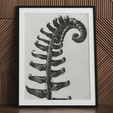 Polystichum Munitum (stachliger Schildfarn) - Karl Blossfeldt Kunstdruck / Leinwand, 24x32’’ / 61x81cm / Schwarzer Rahmen / Passepartout, Poster Drucke