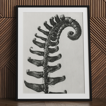 Polystichum Munitum (stachliger Schildfarn) - Karl Blossfeldt Kunstdruck / Leinwand, 24x32’’ / 61x81cm / Schwarzer Rahmen / Passepartout, Poster Drucke