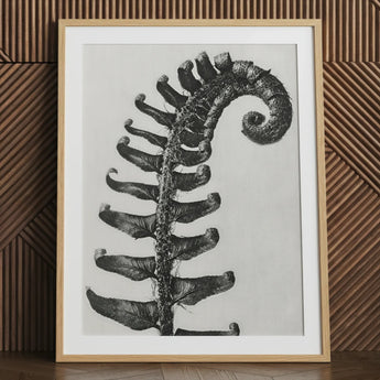 Polystichum Munitum (stachliger Schildfarn) - Karl Blossfeldt Kunstdruck / Leinwand, 24x32’’ / 61x81cm / Naturrahmen / Passepartout, Poster