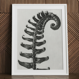 Polystichum Munitum (stachliger Schildfarn) - Karl Blossfeldt Kunstdruck / Leinwand, 24x32’’ / 61x81cm / Weißer Rahmen / Passepartout, Poster Drucke