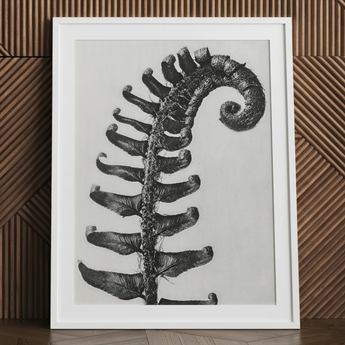 Polystichum Munitum (stachliger Schildfarn) - Karl Blossfeldt Kunstdruck / Leinwand, 24x32’’ / 61x81cm / Weißer Rahmen / Passepartout, Poster Drucke