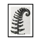 Polystichum Munitum (prickly Shield–fern) - Karl Blossfeldt Art Print, Black White Photograph Fern Frond Spiral Pattern