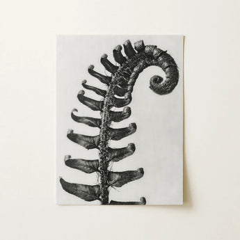 Polystichum Munitum (prickly Shield–fern) - Karl Blossfeldt Art Print / Canvas, 12x16’’ / 31x41cm / Unframed / no Border, Posters Prints &