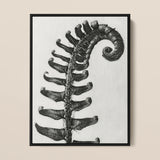 Polystichum Munitum (prickly Shield–fern) - Karl Blossfeldt Art Print / Canvas, 12x16’’ / 31x41cm / Black Frame, Posters Prints & Visual