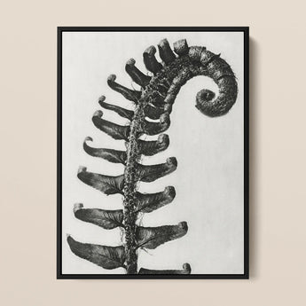 Polystichum Munitum (prickly Shield–fern) - Karl Blossfeldt Art Print / Canvas, 12x16’’ / 31x41cm / Black Frame, Posters Prints & Visual
