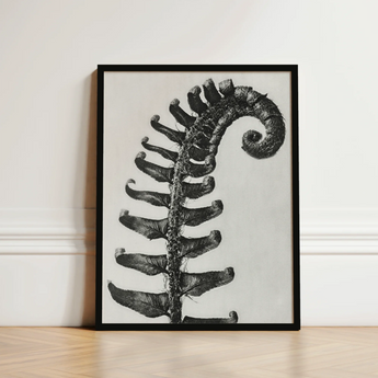 Black-framed Artwork Detailed Monochrome Illustration Coiled Fern Frond Karl Blossfeldt Art Print, Captivating, Mesmerizing Intricacy