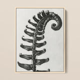 Polystichum Munitum (prickly Shield–fern) - Karl Blossfeldt Art Print / Canvas Black-and-white Framed Artwork Detailed Fern Frond,