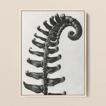 Polystichum Munitum (prickly Shield–fern) - Karl Blossfeldt Art Print / Canvas Black-and-white Framed Artwork Detailed Fern Frond,