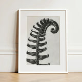 Polystichum Munitum (prickly Shield–fern) - Karl Blossfeldt Art Print / Canvas Black-and-white Framed Detailed Fern Frond Intricate Leaf,