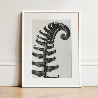 Polystichum Munitum (prickly Shield–fern) - Karl Blossfeldt Art Print / Canvas Black-and-white Framed Detailed Fern Frond Intricate Leaf,