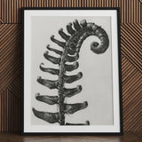 Polystichum Munitum (prickly Shield–fern) - Karl Blossfeldt Art Print / Canvas Black-and-white Framed Detailed Fern Frond Intricate