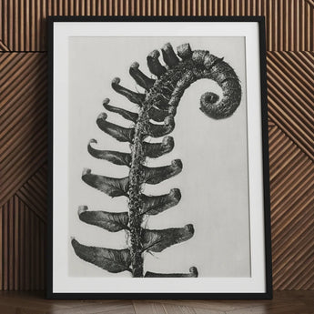 Polystichum Munitum (prickly Shield–fern) - Karl Blossfeldt Art Print / Canvas Black-and-white Framed Detailed Fern Frond Intricate