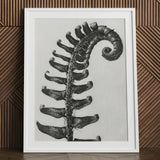Polystichum Munitum (prickly Shield–fern) - Karl Blossfeldt Art Print / Canvas Black-and-white Framed Detailed Fern Frond Textured Surface,