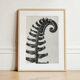 Polystichum Munitum (prickly Shield–fern) - Karl Blossfeldt Art Print / Canvas Black-and-white Framed Fern Frond Encased Light Wood,