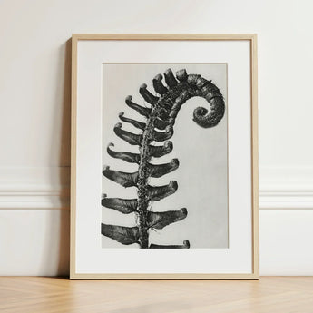 Polystichum Munitum (prickly Shield–fern) - Karl Blossfeldt Art Print / Canvas Black-and-white Framed Fern Frond Encased Light Wood,