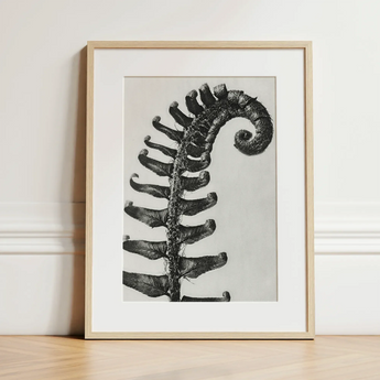 Polystichum Munitum (prickly Shield–fern) - Karl Blossfeldt Art Print / Canvas Black-and-white Framed Print Fern Frond Encased Light Wood