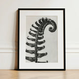 Polystichum Munitum (prickly Shield–fern) - Karl Blossfeldt Art Print / Canvas Black-and-white Framed Photograph Fern Frond Intricate