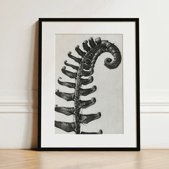 Polystichum Munitum (prickly Shield–fern) - Karl Blossfeldt Art Print / Canvas Black-and-white Framed Photograph Fern Frond Intricate