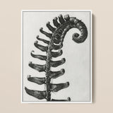 Polystichum Munitum (prickly Shield–fern) - Karl Blossfeldt Art Print / Canvas Black-and-white Photographic Fern Frond Coiled Stage,