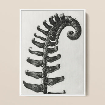 Polystichum Munitum (prickly Shield–fern) - Karl Blossfeldt Art Print / Canvas Black-and-white Photographic Fern Frond Coiled Stage,