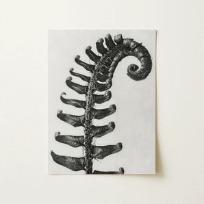 Polystichum Munitum (prickly Shield–fern) - Karl Blossfeldt Art Print / Canvas Black-and-white Photographic Print Fern Frond Detailed